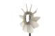 Fan Wheel, engine cooling - CFW68000P MAHLE - 16361-67040, 376791491