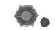 Kupplung, Kühlerlüfter - CFC215000P MAHLE - 138085N, 376907141, 45477